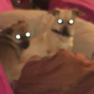 Meet your Posher, Amber